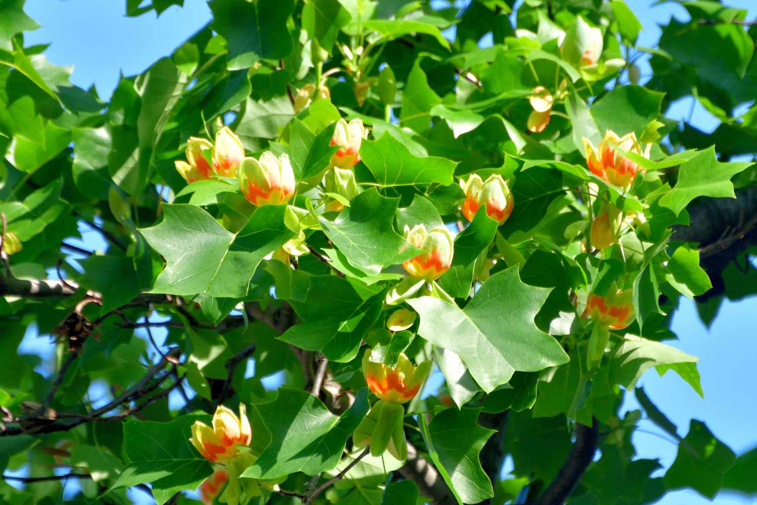 why-is-tulip-poplar-honey-so-popular-killer-bees-honey