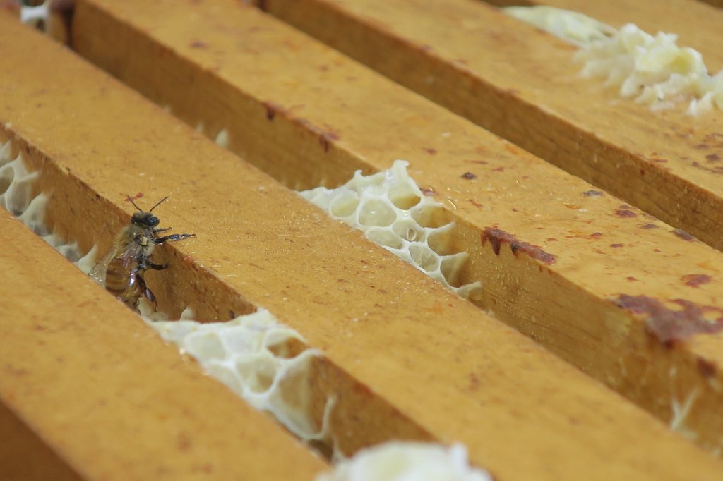 How do Bees Make Honey: The Buzz Behind the Jar - Carolina Honeybees