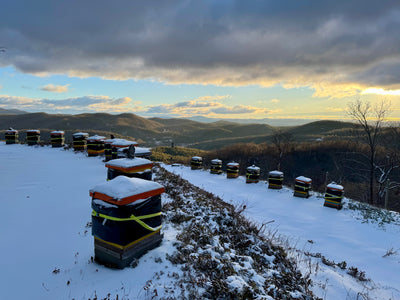 Wintering Our Bees In 2025